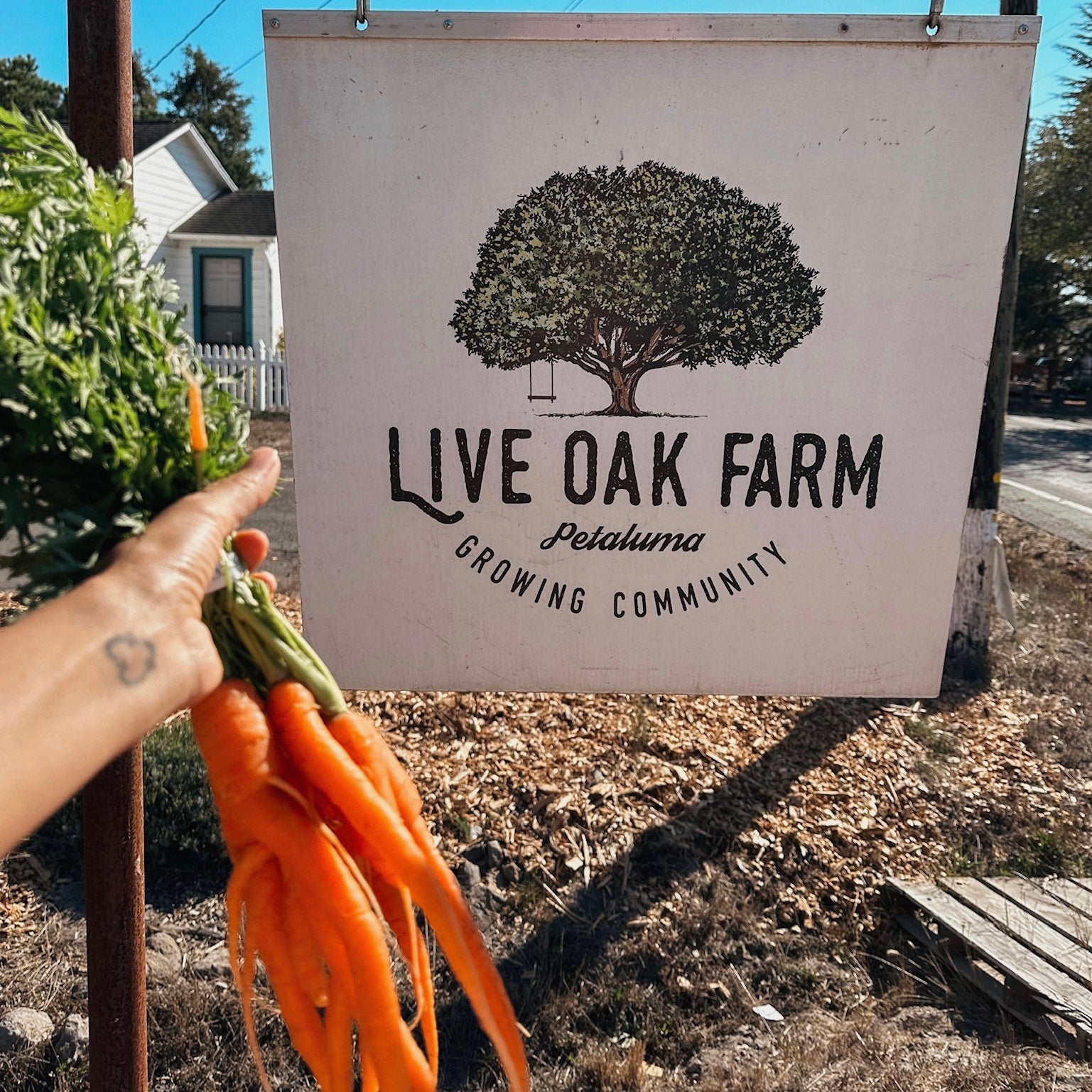 Farm to Face Series: Live Oak Farm